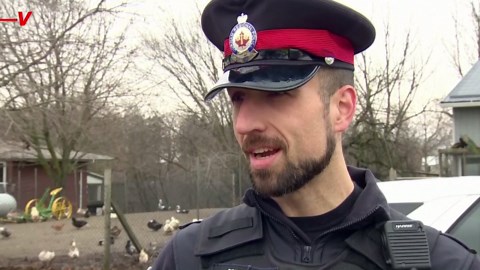 Watch This Kangaroo Land a Fighter-Level Punch on an Officer