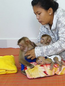 29 reactions | Baby Monkey Bom's Family | Mr Bon | Facebook