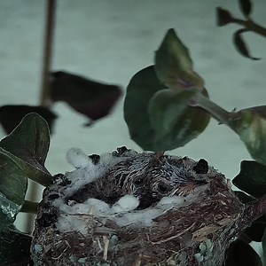 4.5K views · 168 reactions | Calliope hummingbird birds Breeding in the nest | Review All Birds | Facebook