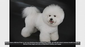 Bichon Frisé Health Tips: Common Issues and How to Prevent Them