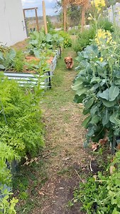 Last weeks harvest! Soon the basket will look a lot different with all the fruits from spring setting and all the cool season vegetables leaving the garden #raisedbedgarden #raisedbed #floridagarden #backyardgarden | Raised bed guide