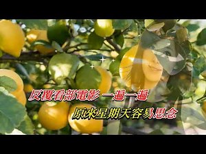 檸檬樹 蘇慧倫〈Live 卡拉版〉