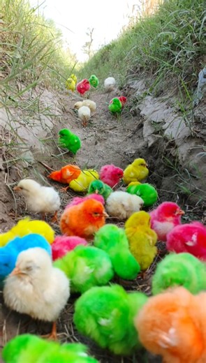Little Fluffy Chicks Doing Silly Steps | murgi ke bacchon ki video | hen baby sound #birds #shorts