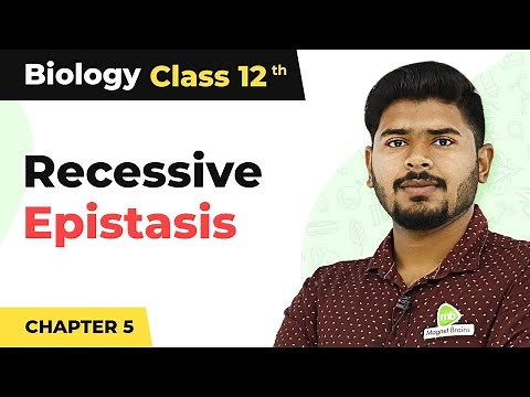 Recessive Epistasis - Principles of Inheritance and Variation | Class 12 (2022-23)