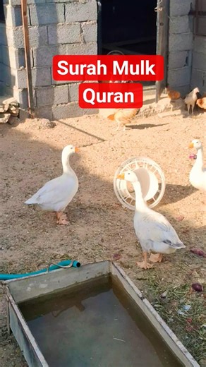 Surah Mulk Mashallah #reels #viralvideo #viral #mulksurat #quranictranslation 🇸🇦🇸🇦✅