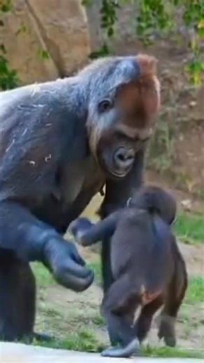 The Gorilla with its crazy young baby episode 23