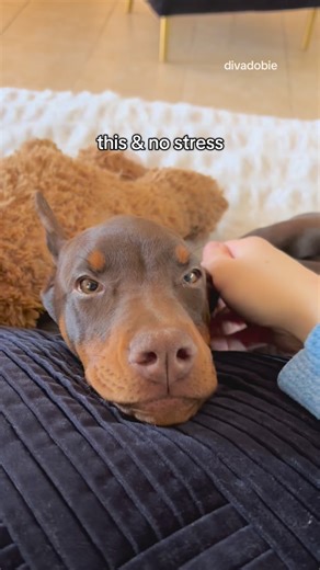 Anna & Zeusa on Instagram: "Yes please 🥹😴🤎✨ • • • #dogsofinstagram #dogcontent #puppy #doberman • European red and rust Doberman | Brown female Doberman"