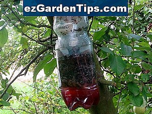 Jak zbudować pułapkę roju 🌱 Porady Ogrodnicy - Pl.ezGardenTips.com