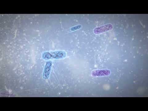 Bacterial Indicator Explainer video