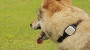 1.6K views · 53 reactions | Scopri subito Kippy, il rilevatore di posizione GPS per cani, gatti e animali domestici, facile da agganciare al collare per individuare sempre la loro posizione sul vostro smartphone, tablet o PC. Tieni sempre sott'occhio il tuo amico a quattro zampe! Acquista ora su: www.kippy.eu | Kippy Pet Tracker | Facebook