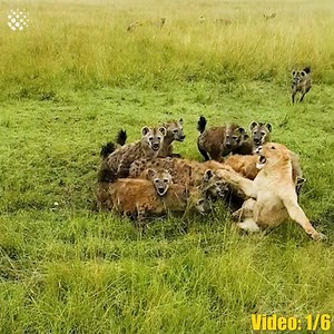 The most incredible animal battles captured on camera | Newsflare