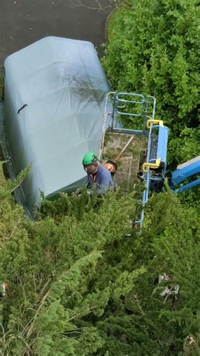 Looking at the MEWP from the tree top 🙂#treework