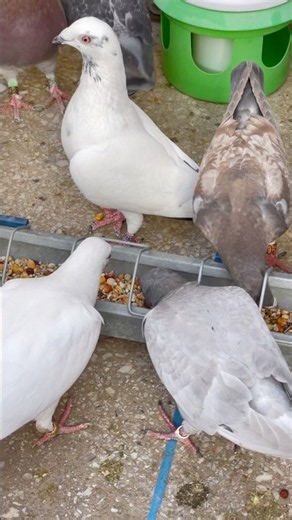 Pigeon Feeding Time 🕊️ Which Colors Can You Spot?#pigeon #pigeons #palomas