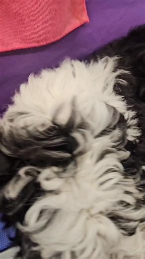 12 reactions · 7 comments | Handsome Milo is a sheepadoodle, he enjoyed his 20 min introduction to the grooming cabin and tools and me. He did brilliantly. Good boy Milo  #jemsfreshpawsdoggrooming #puppylove #doggrooming #sheepadoodle #isleofwight #puppyintroduction | Jems Fresh Paws dog grooming | Facebook