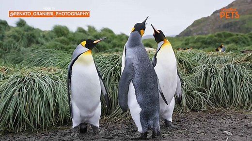King Penguins Fight In Hilarious Slapping Match
