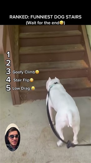 RANKED: FUNNIEST DOG STAIRS 😂🐶 #dogstairs #funnydogs #dogfails