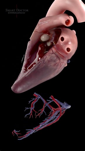 The Heart’s Coronary Network 🫀