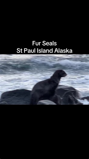 Fur Seals of St. Paul Island in Alaska