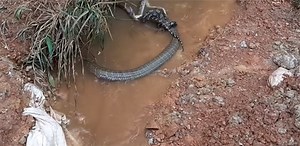 Video of fierce fight between python, cobra goes viral