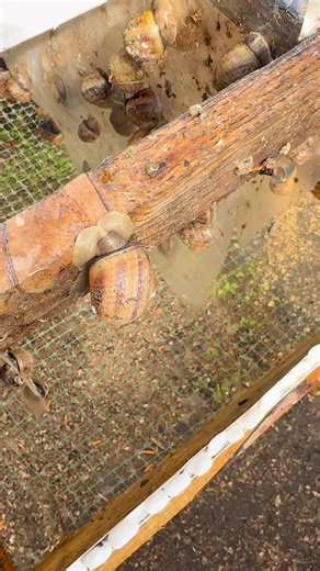 How do snails reproduce?