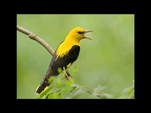 Golden oriole song - Canto Papa figos - chant loriot d'Europe
