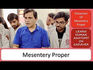 Mesentery, Mesentery Proper, Dissection of mesentery