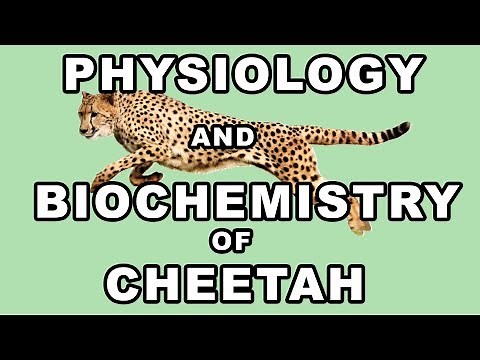 Physiology & Biochemistry of Cheetah