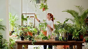 Essential Houseplant Care Tips