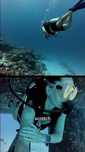 They Sank a Ship in the Maldives on Purpose