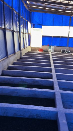 Establish Your Own Clean Maggot Production Facility