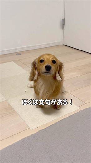 (再)反省します…【カニンヘンダックスフンド】 #カニンヘンダックス #ダックスフンド #ダックス #犬のいる生活 #犬の動画 #癒し