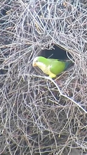 Nesting Monk Parakeet Adds Branch #birdnest #birdbehavior #birdsound #quakerparrot #brooklyn