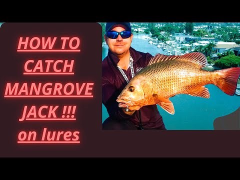 How to catch Mangrove Jack on Lures !!!