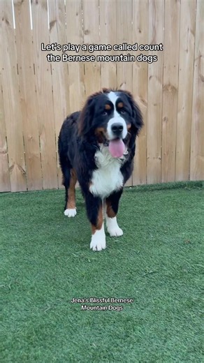 How many Bernese mountain dogs??? 🤪🐶 #puppy #bernesemountaindog #bernesepuppy #bernese