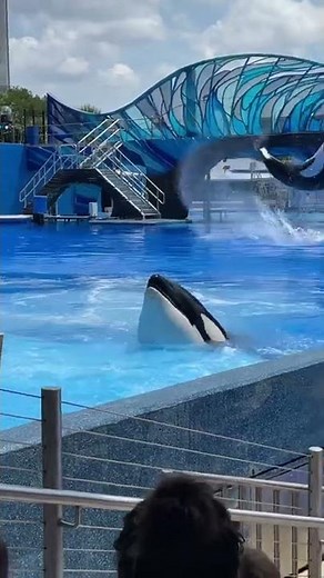 Sea world Orlando florida