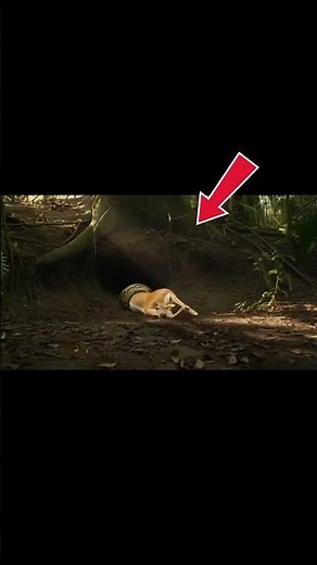 Can This Deer Escape the Python's Grip?