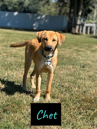 There’s nothing quite like a perfect day at the farm with our rescues! | Saving Grace NC