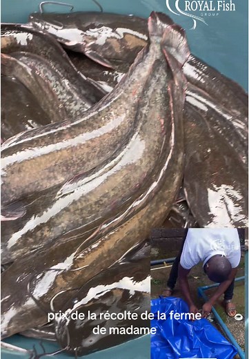 Élever des Silures avec succès à partir de l'eau du robinet