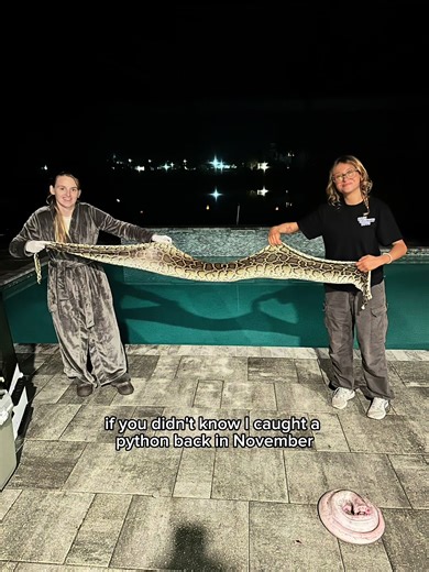 Burmese pythons are INVASIVE to native Florida species! So do something cool with the skin :) #burmesepythonoftiktok #guitartok #florida #everglades #snake