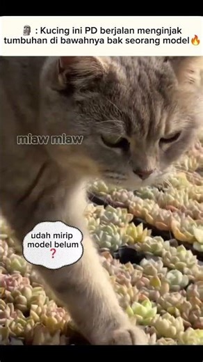 Model ke sorean 💄💋👠👝💍 #shorts #cat #funny #kucinglucu