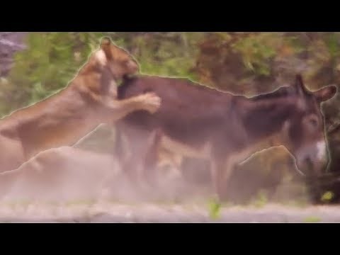 Lions Hunting Donkeys | BBC Earth