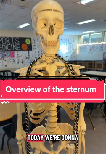 Quick sternum overview! Enjoy! #learnontiktok #edutok #anatomyandphysiology #bones #lesson