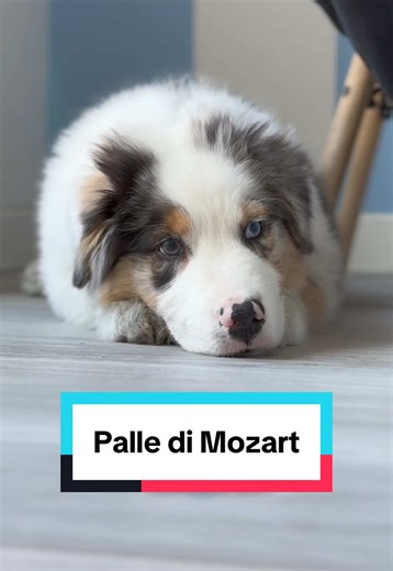 Palle di Mozart: Cucciolo Australian Shepherd in Azione
