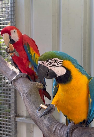 Macaw Breakfast Treats: Skittles and Biscuits