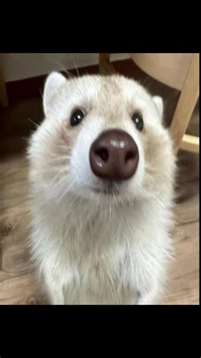 nart balls on Instagram: "blonde raccoons. #nartballs"