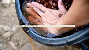 Holy Basil Overnight Renewal Serum: Organic Anti-aging Face Serum - Etsy