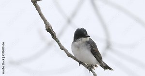 Eastern Kingbird, Tyrannus tyrannus, perched on branch 4K