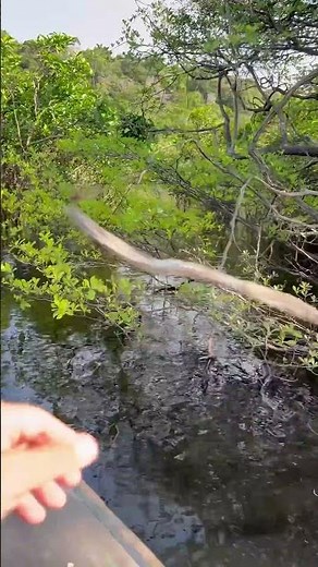 Prospecting new areas of Discus , Season 2025 / 2026 October , #discus #discusfish #wilddiscus