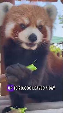 Meet the red panda: nature's fluffy acrobat! #wildlife #redpanda #animals #nature #panda