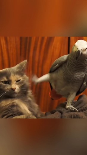 Cat and Parrot Play: An Adorable Friendship
